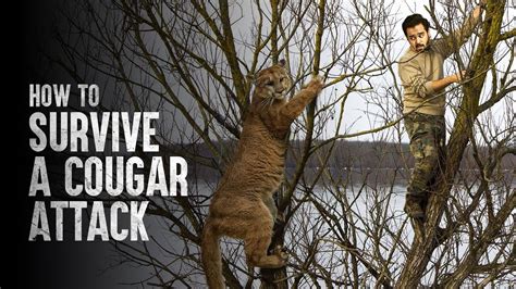 cougar stop
